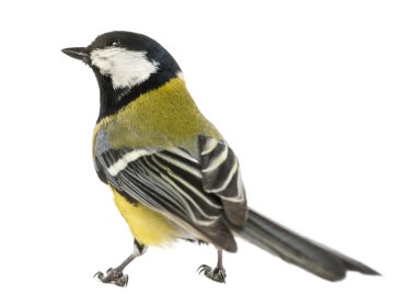 parus major, kurmak, görünümlü bir erkek büyük baştankara görünümünü arka izole