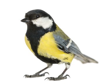 parus major, erkek büyük baştankara üzerinde beyaz izole