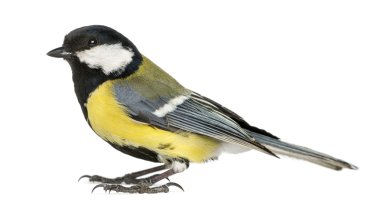 parus major, erkek büyük baştankara üzerinde beyaz izole