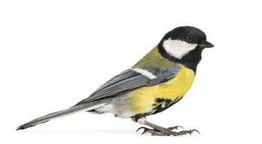 parus major, erkek büyük baştankara üzerinde beyaz izole