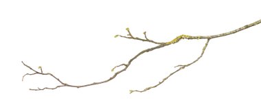 Branch, isolated on white clipart