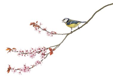 Yeni gelişen bir dalda tıraşlama yan görünümü bir Tweeting Mavi baştankara