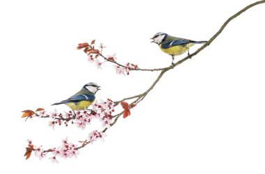 iki mavi memeli çiçekli dal, cyanistes caerule ıslık