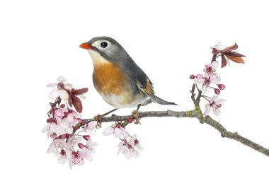 leiothrix (leiothrix lutea), kırmızı gagalı tünemiş bir dal, ISO