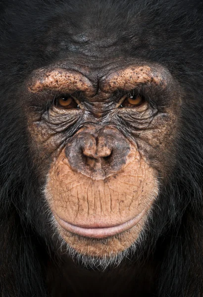 Κοντινό πλάνο ενός χιμπατζήδες, εξετάζοντας τη φωτογραφική μηχανή, τρωγλοδυτών — Φωτογραφία Αρχείου