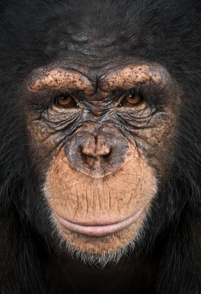 Primo piano di uno scimpanzé che guarda la macchina fotografica, Pan troglodytes — Foto Stock