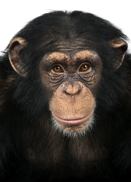 Close-up de um chimpanzé olhando para a câmera, Pan troglodytes — Fotografia de Stock