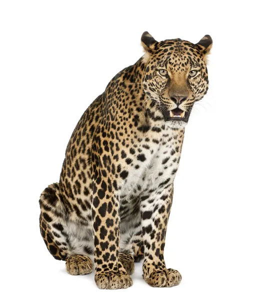 Leopardo sentado, rugiendo, Panthera pardus — Foto de Stock