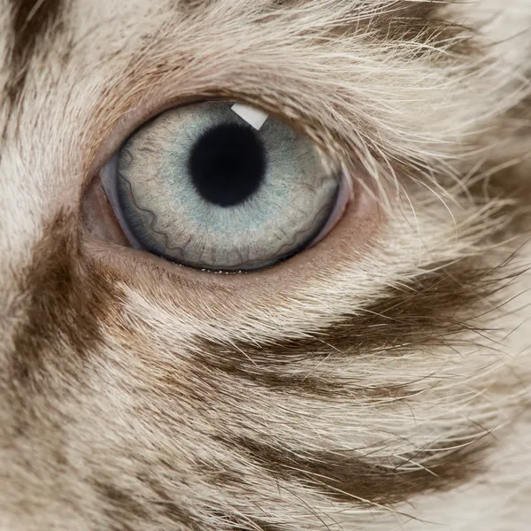 Macro of a White tiger cub eye (2 months old) — Stock Photo, Image