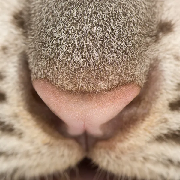 Макро детеныша белого тигра (2 месяца) ) — стоковое фото