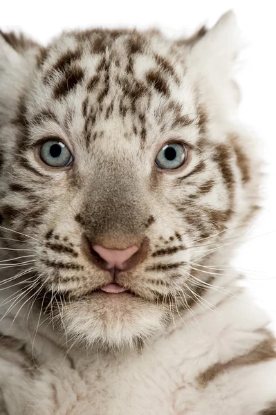 Nahaufnahme eines weißen Tigerjungen (2 Monate alt)) — Stockfoto