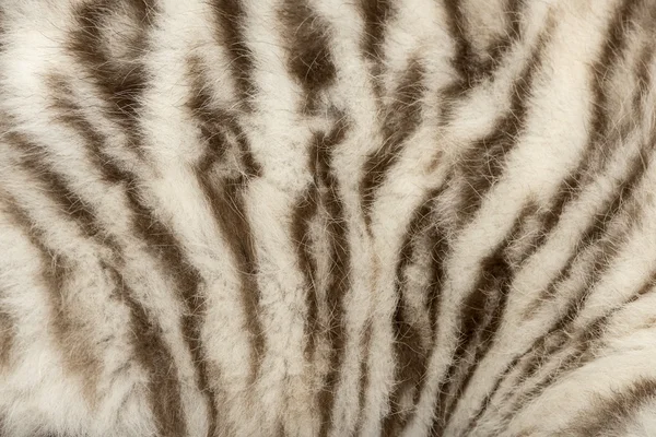 Macro of a White tiger fur — Stock Photo, Image