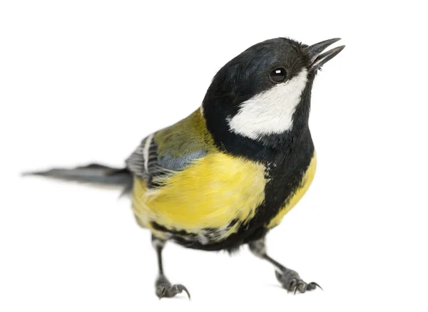 Mannelijke Koolmees tweeting, parus major, geïsoleerd op wit — Stockfoto