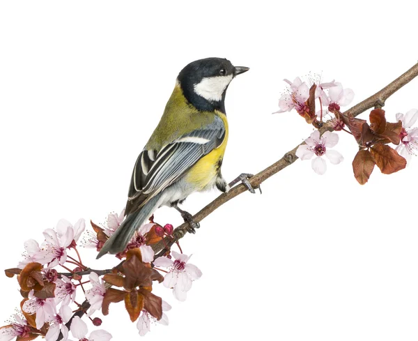 Male great tit perched on a flowering branch, Parus major, isola — Stock Photo, Image