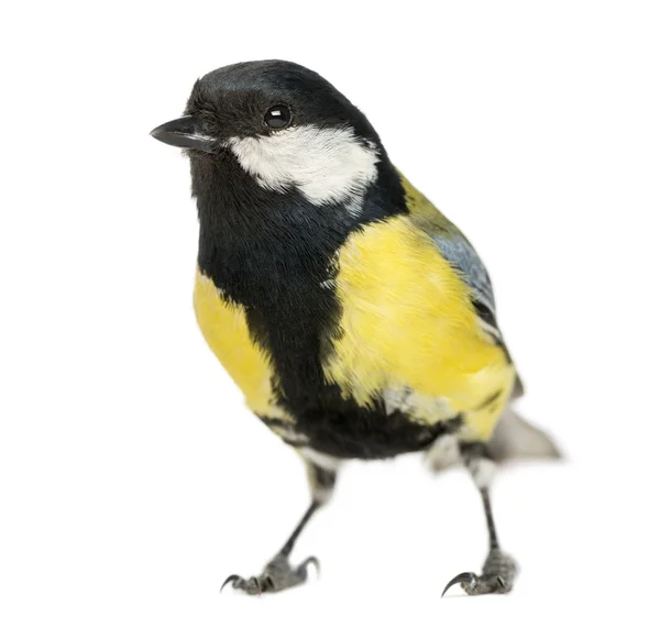 Gran teta masculina, Parus major, aislada en blanco — Foto de Stock