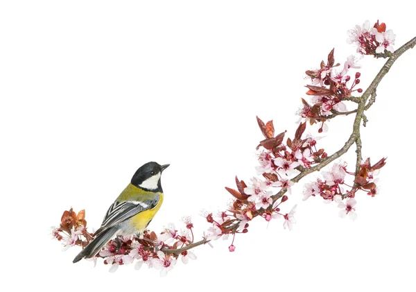 Male great tit perched on a flowering branch, Parus major, isola — Stock Photo, Image