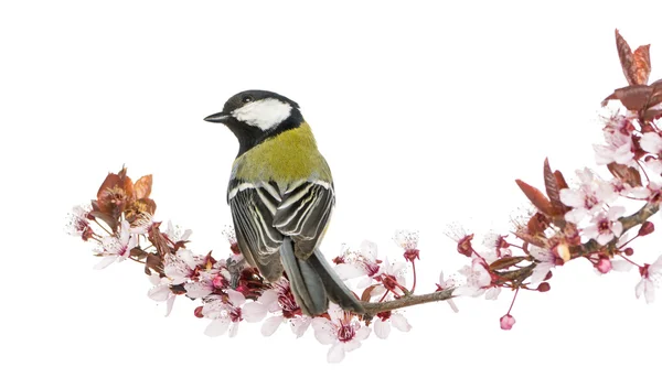 Rear view of a Male great tit perched on a flowering branch, Par — Stock Photo, Image