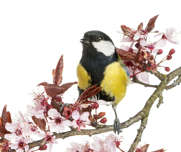 Male great tit tweeting, Parus major, isolated on white — Stock Photo, Image
