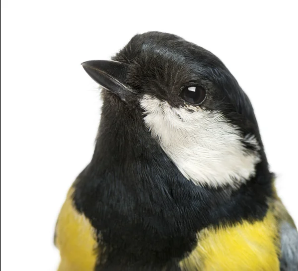 Закрытие самца большой синицы, Parus major, изолированной на белом фоне — стоковое фото