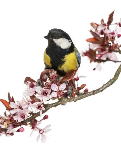 Close-up van een mannelijke Koolmees zat op een bloeiende tak, paru — Stockfoto