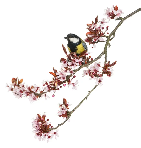 Close-up of a male great tit perched on a flowering branch, Paru — Stock Photo, Image