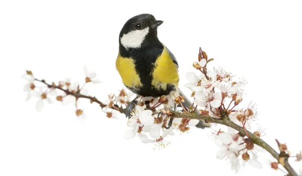 Maschio tetta arroccato su un ramo fiorito, Parus major, isola — Foto Stock