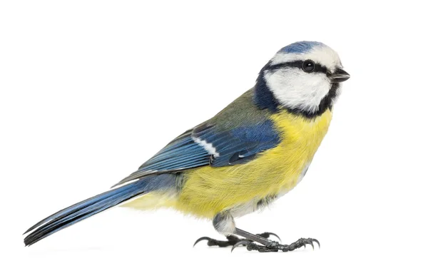 Vista lateral de un Blue Tit, Cyanistes caeruleus, aislado en blanco — Foto de Stock