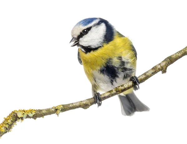 Wistling blue tit uppflugna på en gren, cyanistes caeruleus, isol — Stockfoto