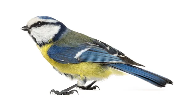 Side view of a Blue Tit, Cyanistes caeruleus, isolated on white — Stock Photo, Image