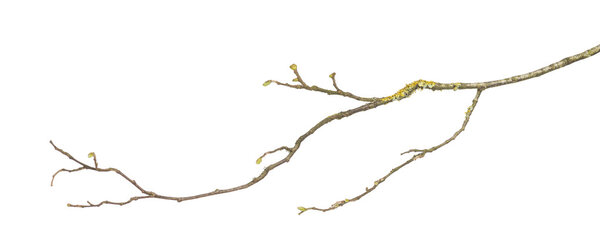 Branch, isolated on white