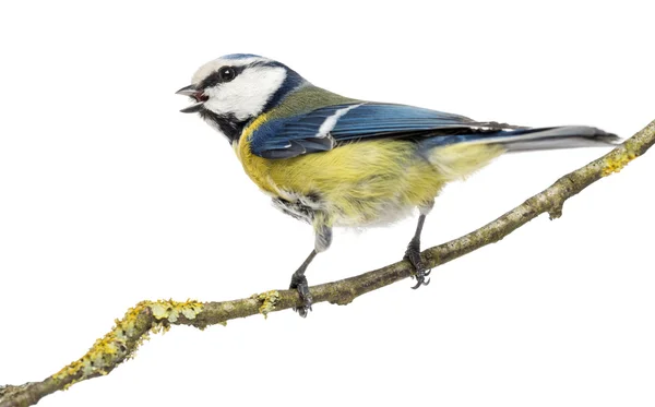 Rear view of a tweeting Blue Tit perched on a branch, Cyanistes — Stock Photo, Image