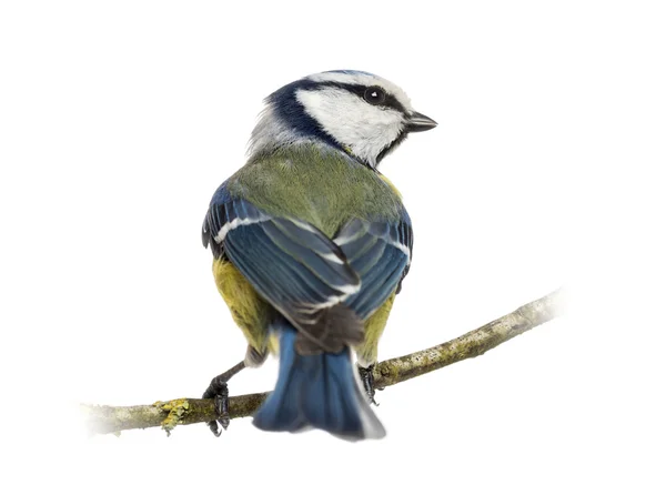 Rear view of a Blue Tit perched on a branch, Cyanistes caeruleus — Stock Photo, Image