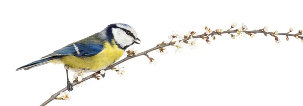 Vista lateral de tuitear Blue Tit posado en una rama en flor , — Foto de Stock