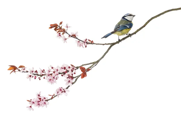 Side view of a Blue Tit perching on a blossoming branch, Cyanist — Stock Photo, Image