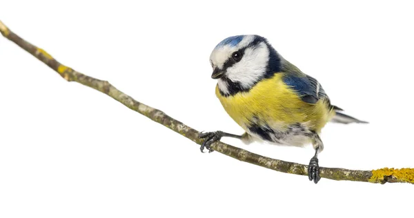 Sýkora modřinka seděla na větvi, Parus caeruleus, izolovaných na w — Stock fotografie