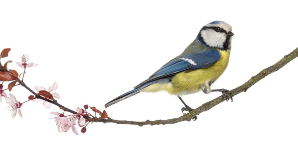 Vista lateral de un Blue Tit posado en una rama floreciente, Cyanist — Foto de Stock