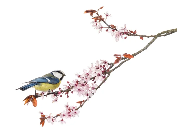Side view of a Blue Tit perching on a blossoming branch, Cyanist — Stock Photo, Image