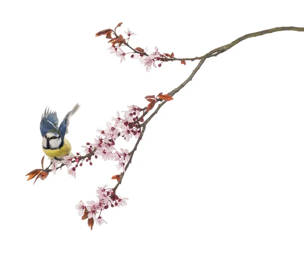 Blue Tit flying away from a blossoming branch, Cyanistes caerule — Stock Photo, Image