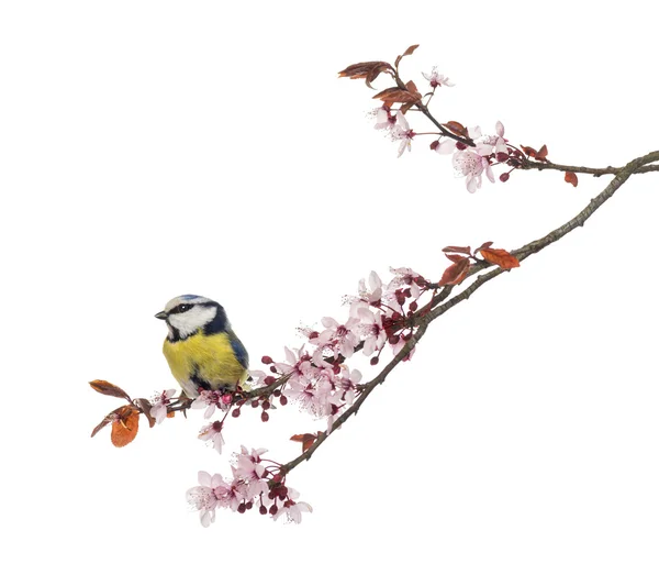 Side view of a Blue Tit perching on a blossoming branch, Cyanist — Stock Photo, Image