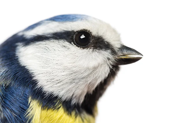 Close-up van een Pimpelmees profiel, cyanistes caeruleus, geïsoleerd op — Stockfoto