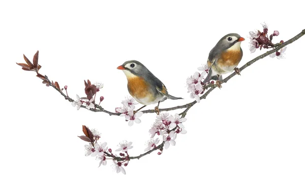 Two Red-billed Leiothrix - Leiothrix lutea - perched on a branch — Stock Photo, Image