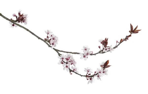 Rama japonesa de cereza, aislada en blanco — Foto de Stock