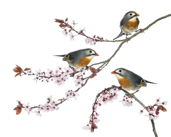 Group of Red-billed Leiothrix perched on a Japanse cherry branch — Stock Photo, Image