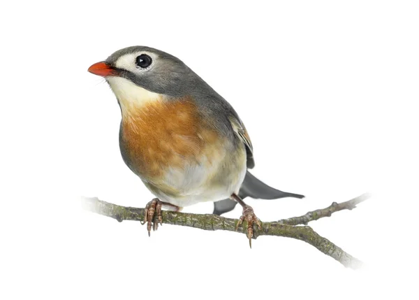 Red-billed Leiothrix (Leiothrix lutea), perched on a branch, iso — Stock Photo, Image