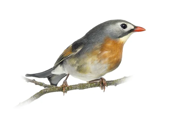 Red-billed Leiothrix (Leiothrix lutea), perched on a branch, iso — Stock Photo, Image