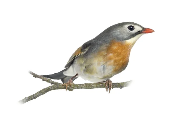 Red-billed Leiothrix (Leiothrix lutea), perched on a branch, iso — Stock Photo, Image