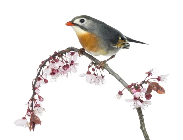 Red-billed Leiothrix (Leiothrix lutea), perched on a branch, iso — Stock Photo, Image