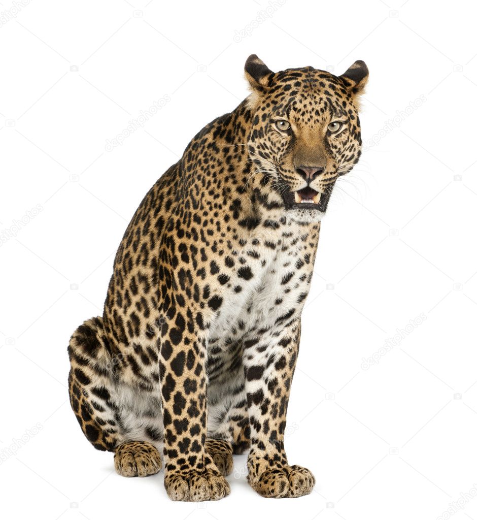 Leopard sitting, roaring, Panthera pardus