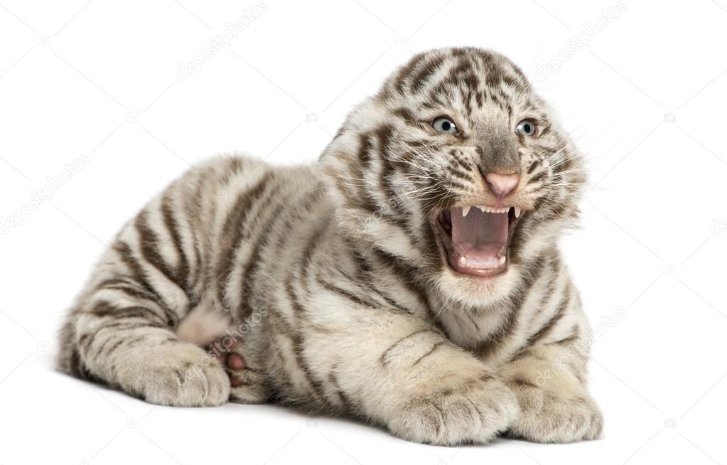 White tiger cub roaring and lying (2 months old), isolated on wh Stock