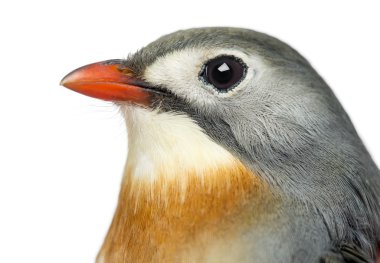 izole üzerinde bir kırmızı gagalı leiothrix, leiothrix lutea, yakın çekim
